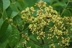 Zanthoxylum rhetsa